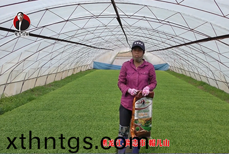 黑龍(long)江(jiang)-尚誌市-戼兒山(shan)